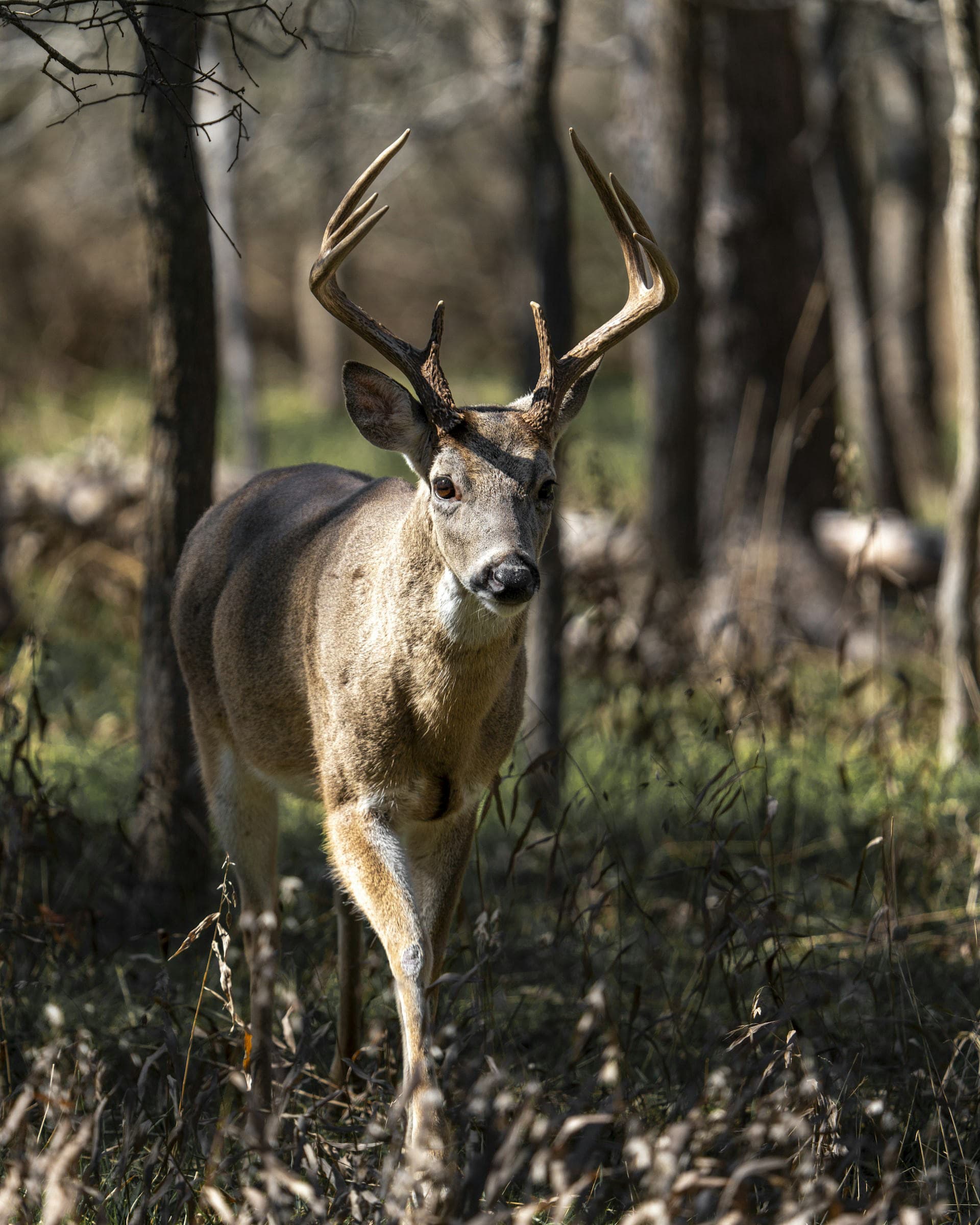 A whitetail deer standing in autumn woods
