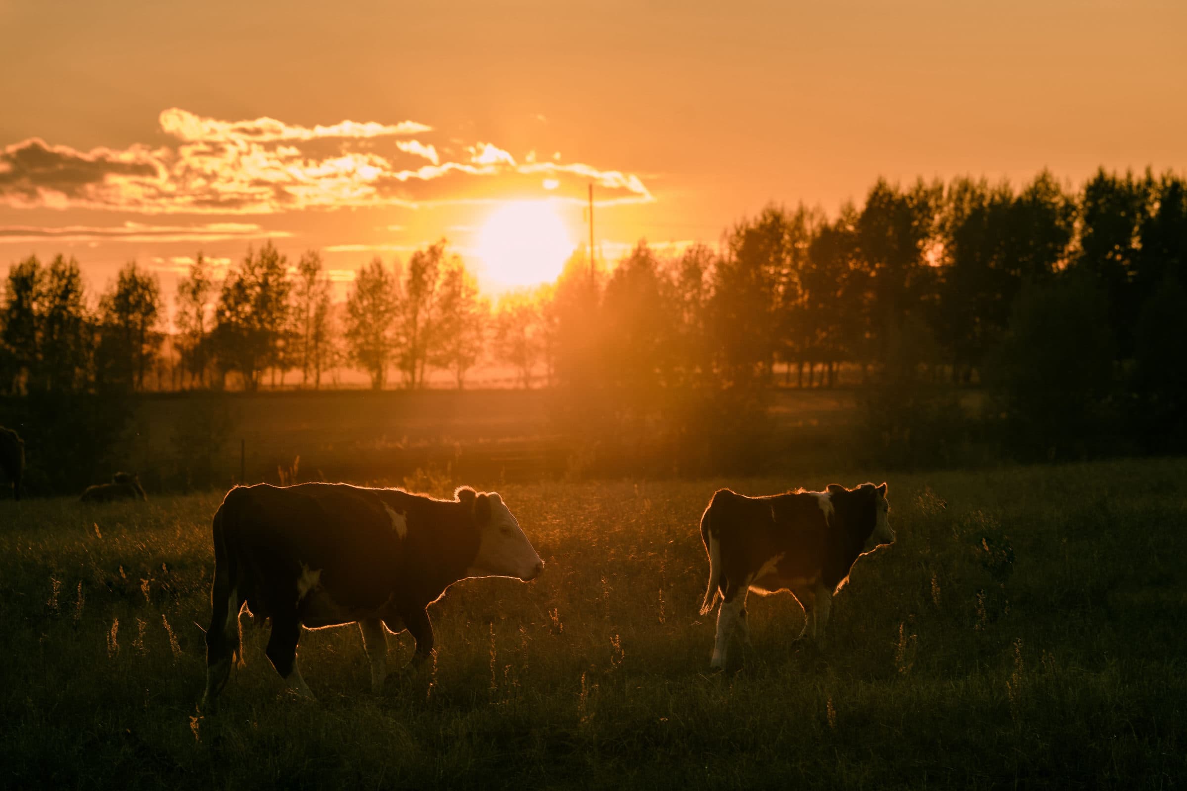 Cattle grazing in a pasture at golden hour