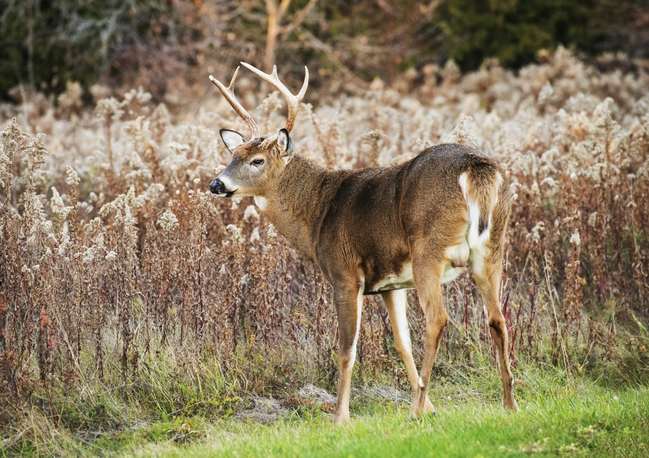 A whitetail buck standing in an autumn field at first light